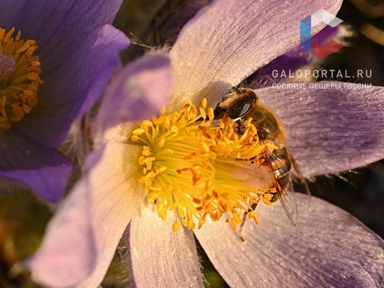 Как справляться с аллергией в период цветения